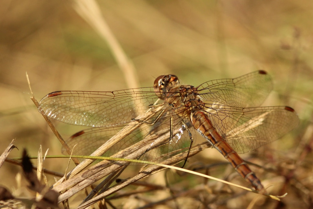 Canon EOS 1200D (EOS Rebel T5 / EOS Kiss X70 / EOS Hi) + Sigma 105mm F2.8 EX DG Macro sample photo. Resting in the grass... photography