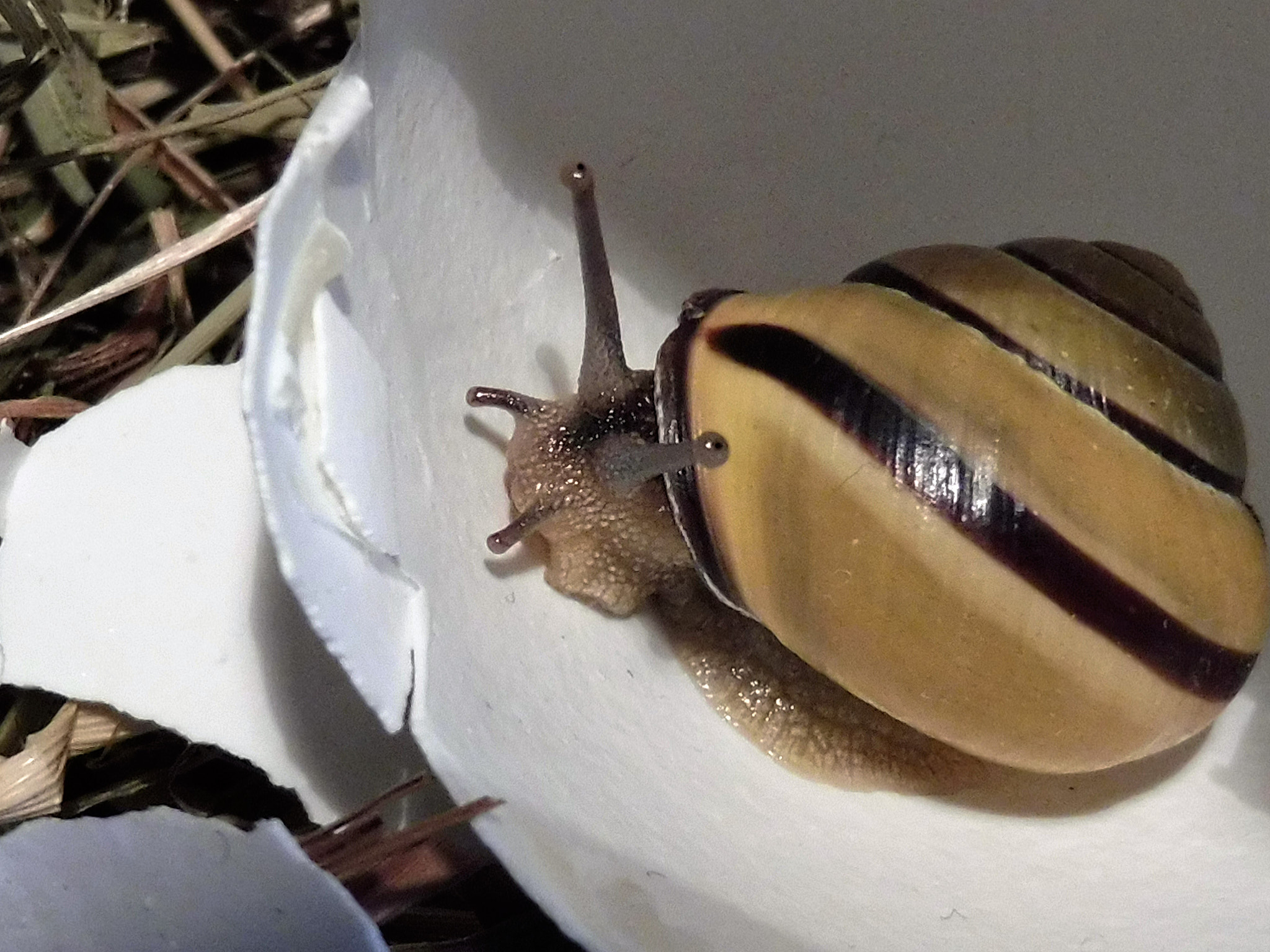 Panasonic DMC-TZ58 sample photo. Snail on weekend house search photography