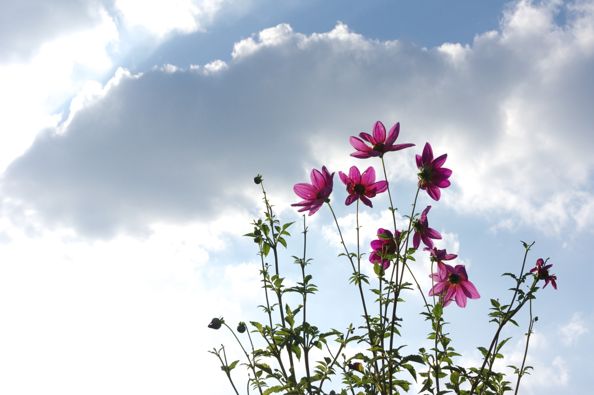 Pentax K-3 sample photo. Pink and grey.... photography