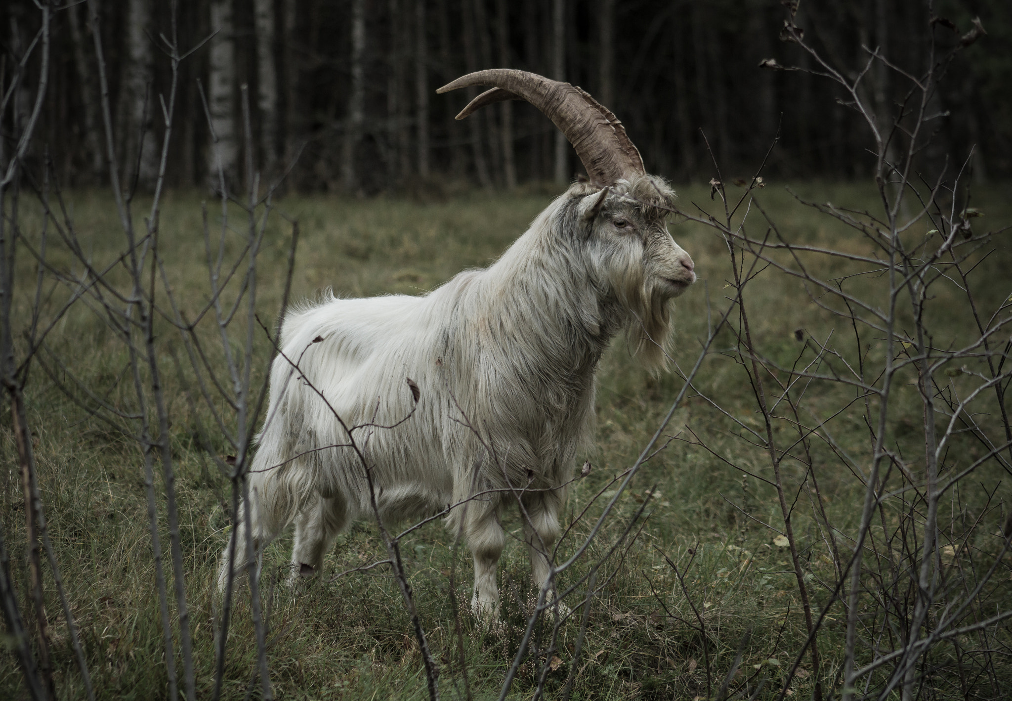 Canon EOS 7D + Canon EF 75-300mm f/4-5.6 USM sample photo. Goat photography