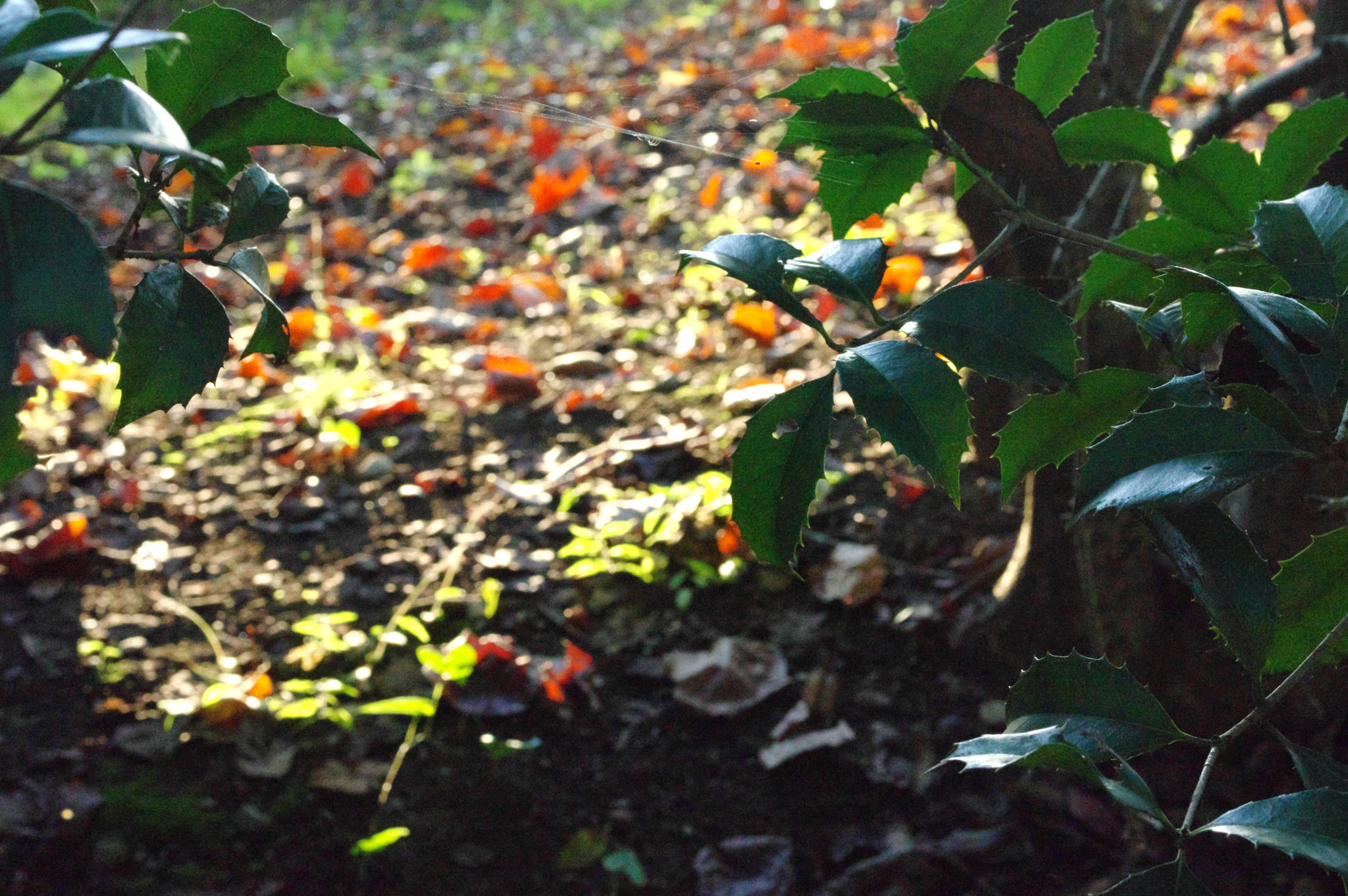 Pentax K-3 sample photo. Orange and green... photography