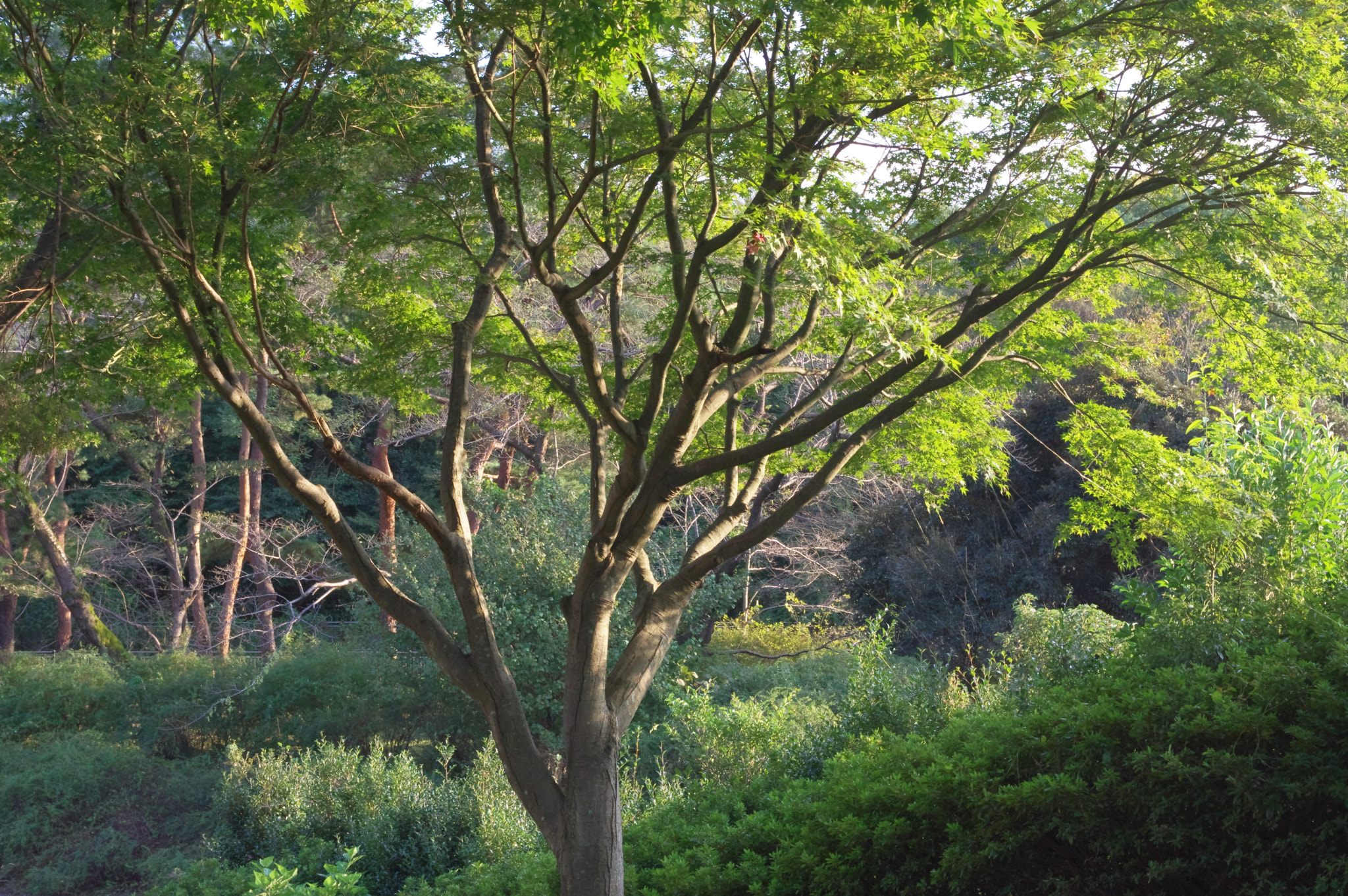 Pentax K-3 + Pentax smc DA 40mm F2.8 Limited sample photo. Deep and dark green... photography