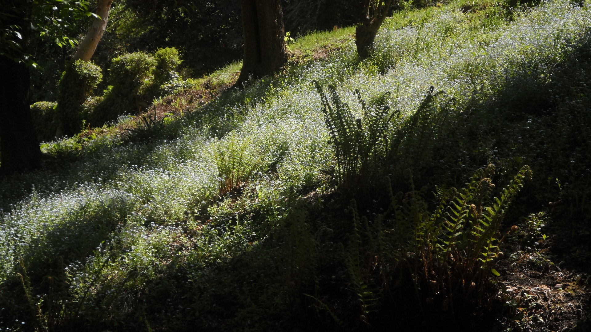 Samsung DV300 / DV300F / DV305F sample photo. Lights and shadows in the woods photography