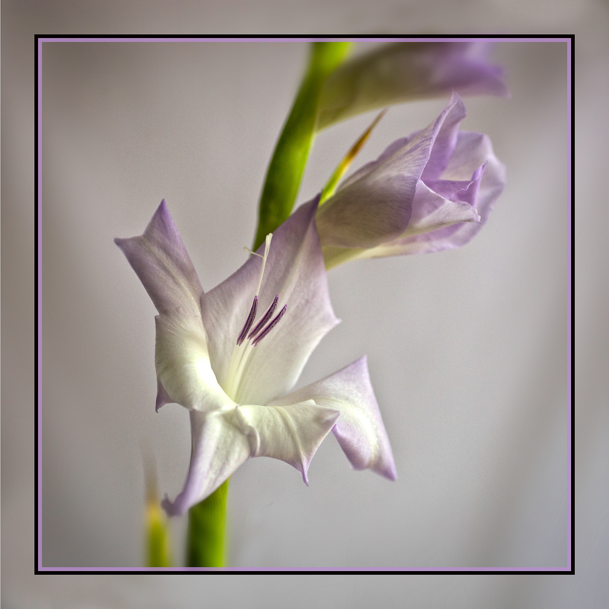 Canon EOS 6D + Tamron SP AF 90mm F2.8 Di Macro sample photo. Gladiolus photography