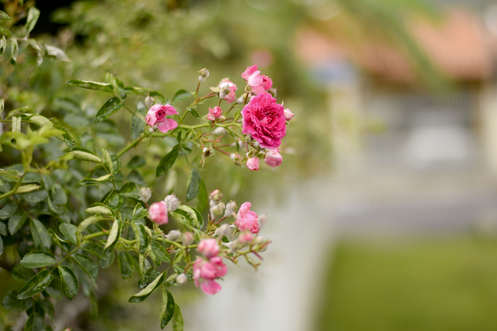 AF Zoom-Nikkor 35-70mm f/2.8D N sample photo. Outubro rosa photography