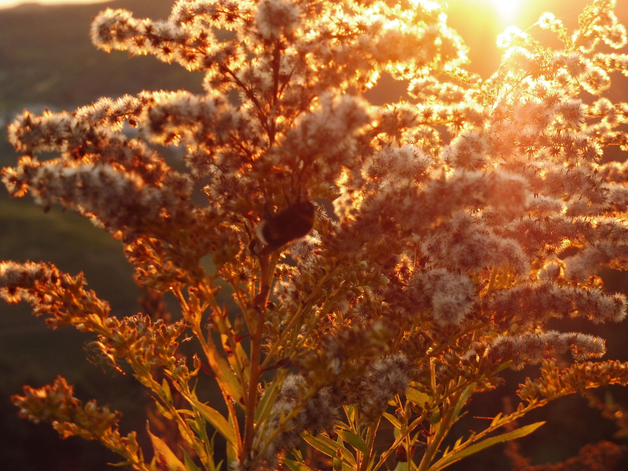 Panasonic DMC-TZ58 sample photo. Sun shines through a flower photography