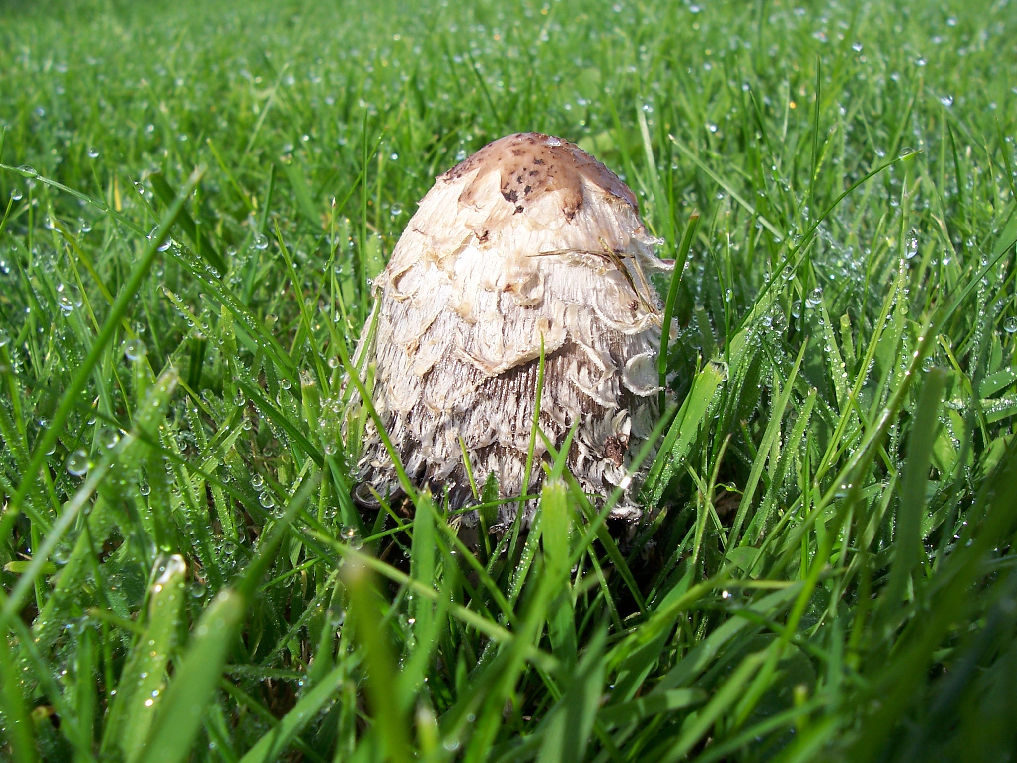Kodak CX7430 ZOOM DIGITAL CAMERA sample photo. Mushroom photography