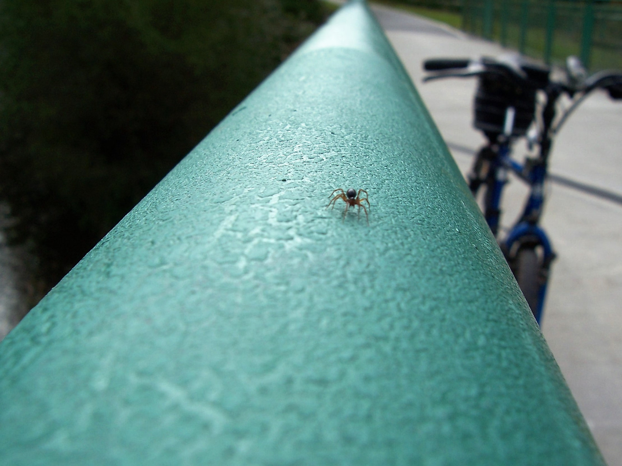 Kodak CX7430 ZOOM DIGITAL CAMERA sample photo. Spider on bridge photography