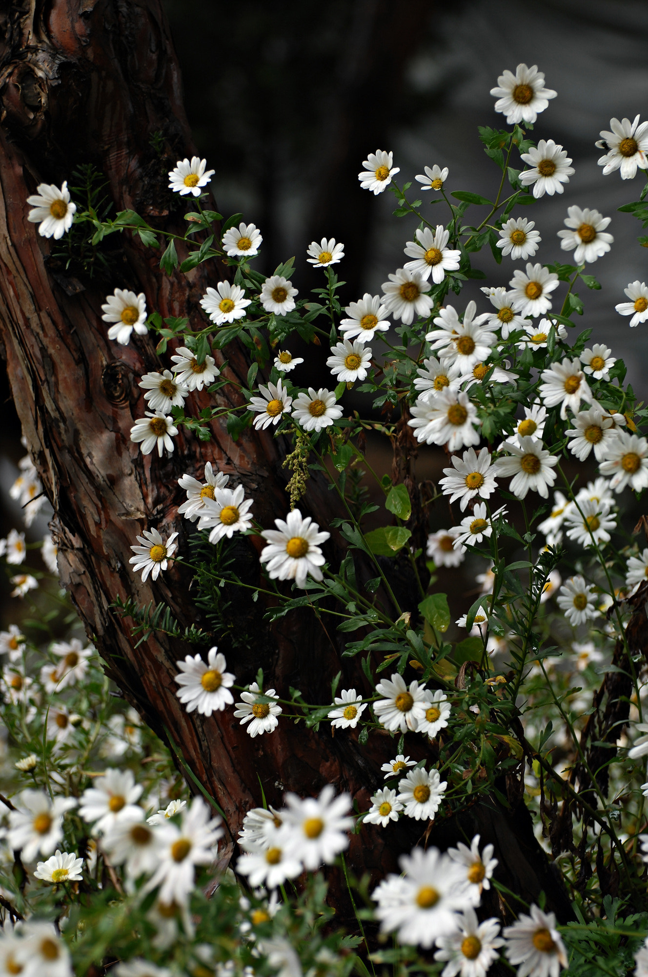 Nikon D2Xs sample photo