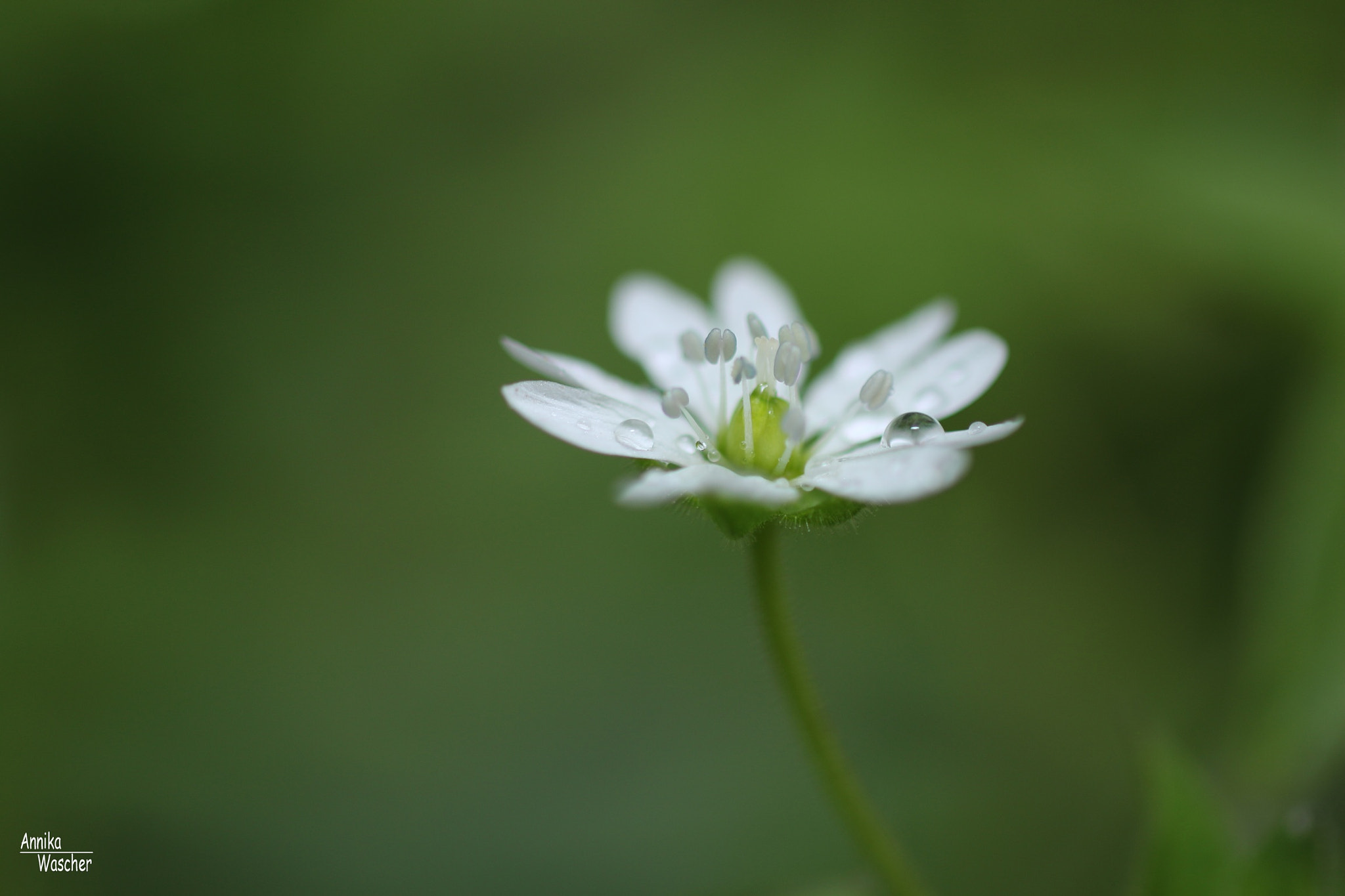 Canon EOS 70D + Sigma 18-50mm f/2.8 Macro sample photo. Flower in the rain photography