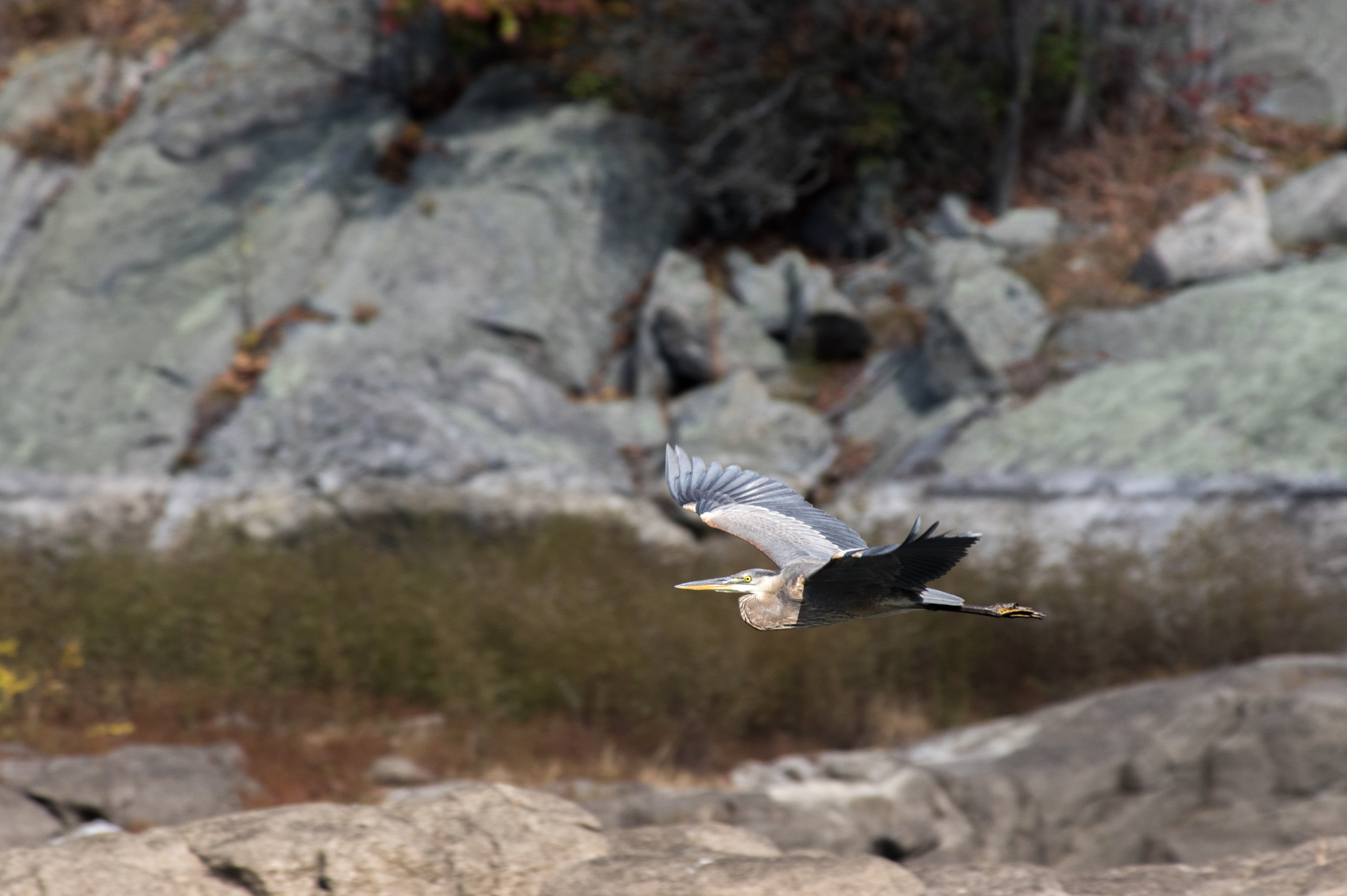 Pentax K-3 sample photo. Great blue heron in flight photography