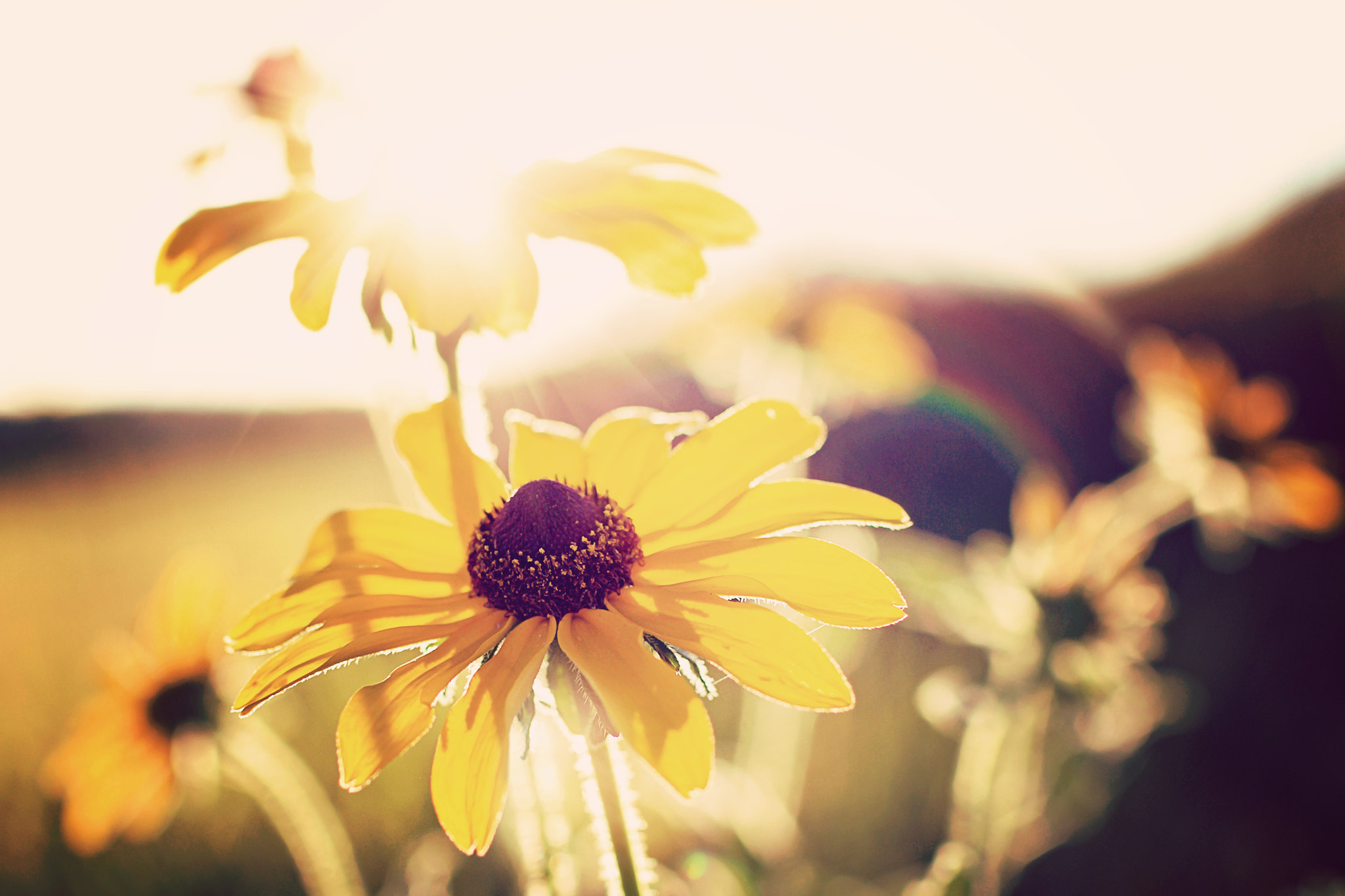 Canon EOS 70D + Canon EF 35mm F1.4L USM sample photo. Early autumn fowers photography