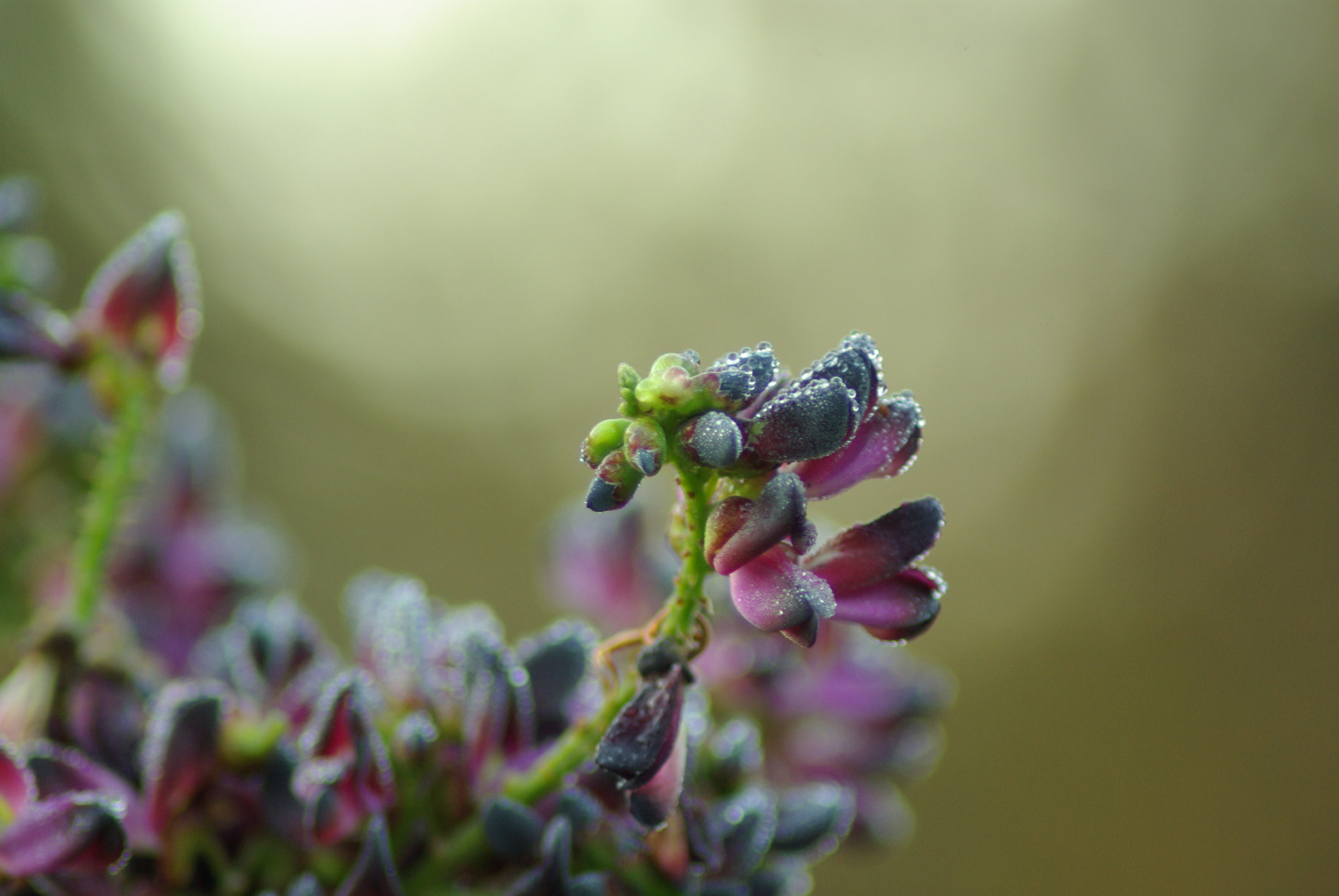 Pentax K10D sample photo. Evergreen wisteria photography