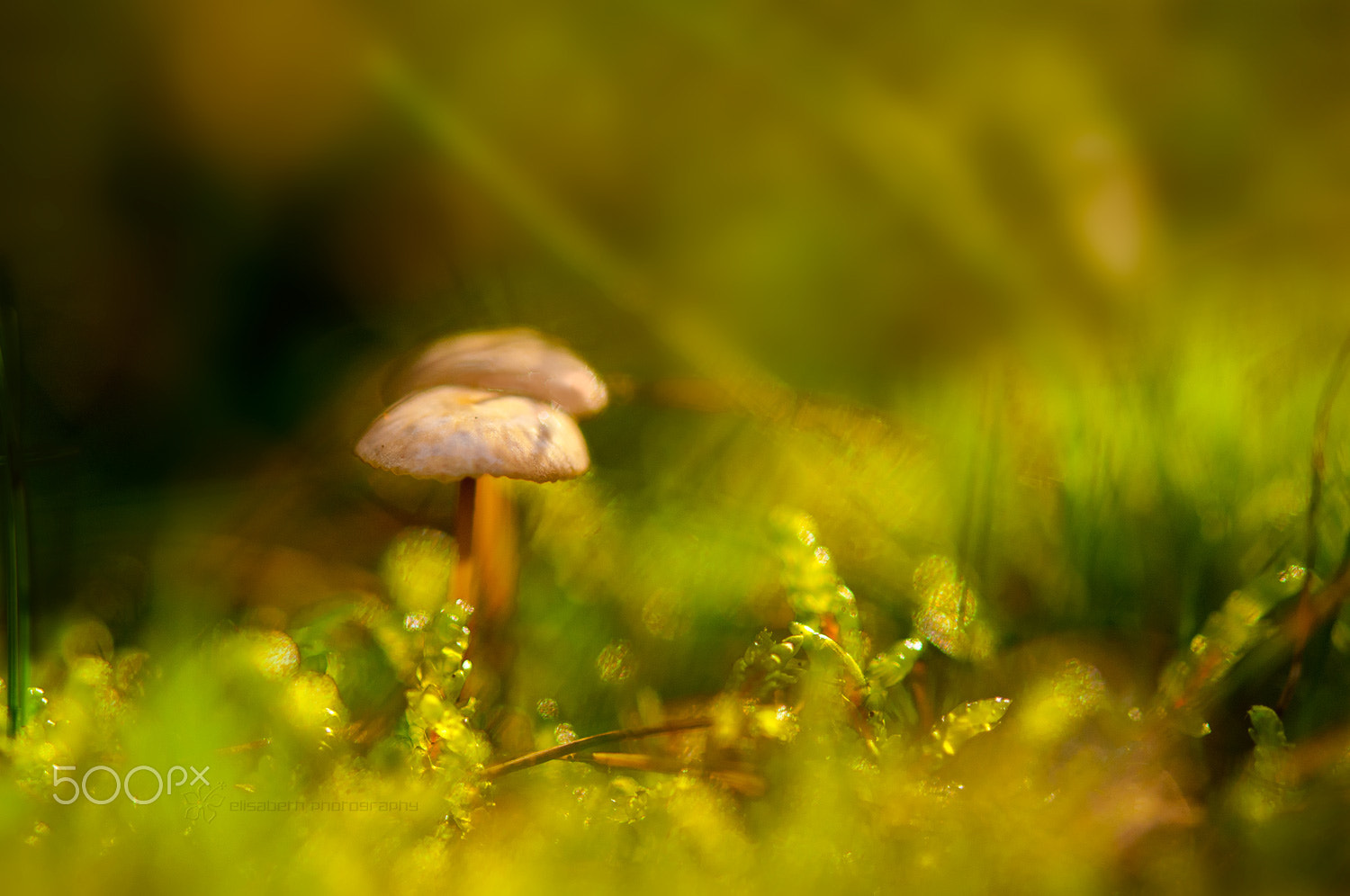 Nikon AF-S Micro-Nikkor 60mm F2.8G ED sample photo. Things do not change; we change (thoreau) photography