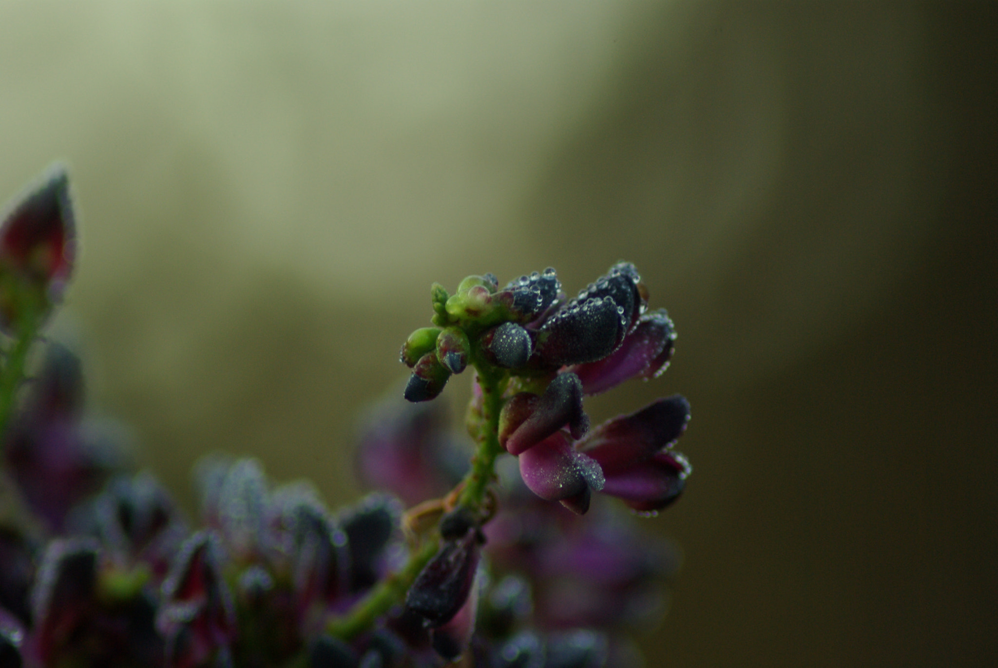 Pentax K10D sample photo. Evergreen wisteria photography