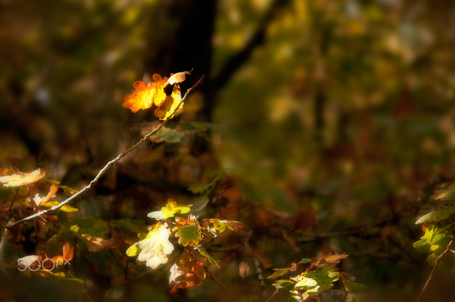 Nikon AF-S Micro-Nikkor 60mm F2.8G ED sample photo. Nature is a mutable cloud which is always and never photography