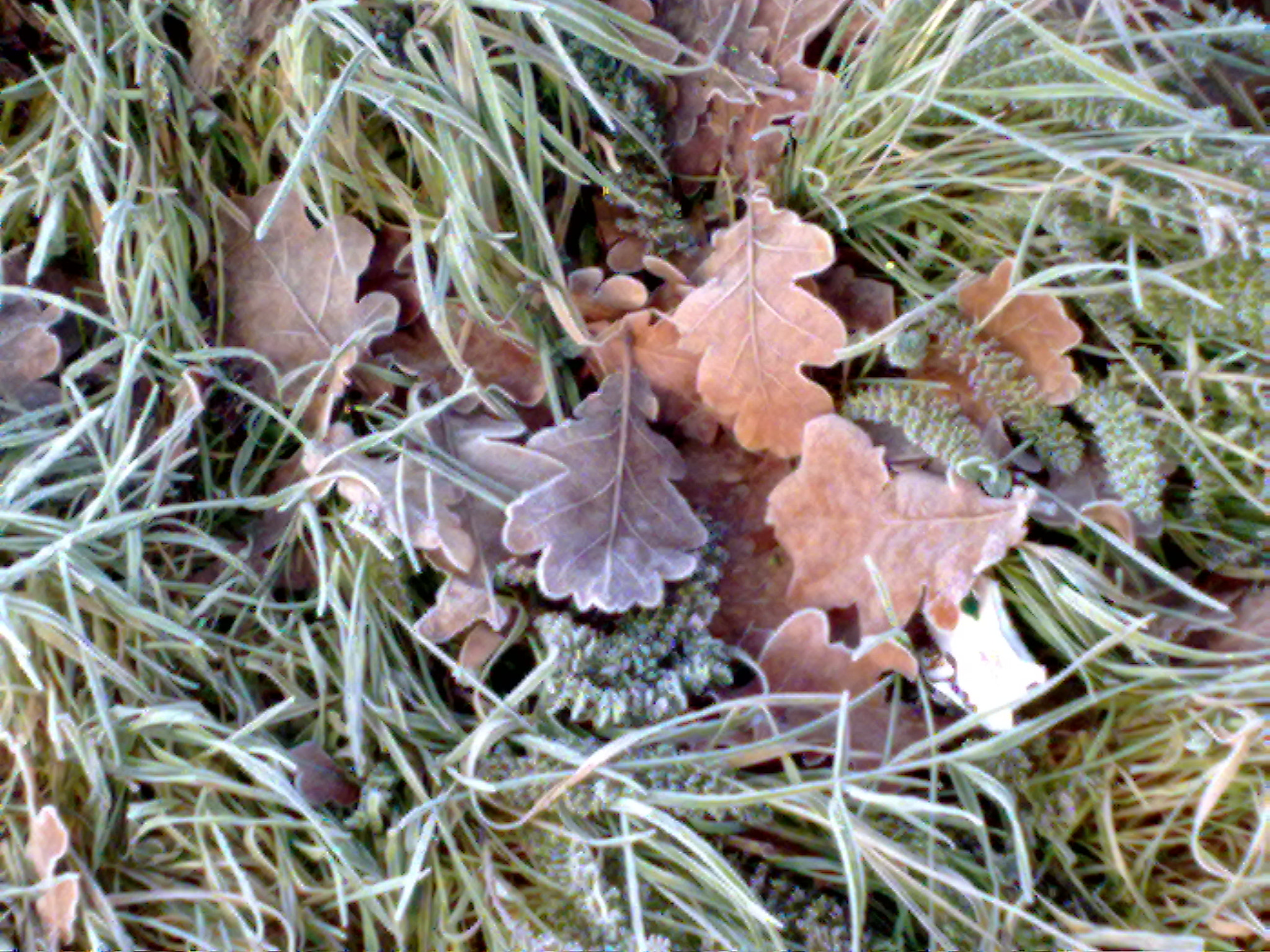 Nokia 6220c-1 sample photo. Frost photography