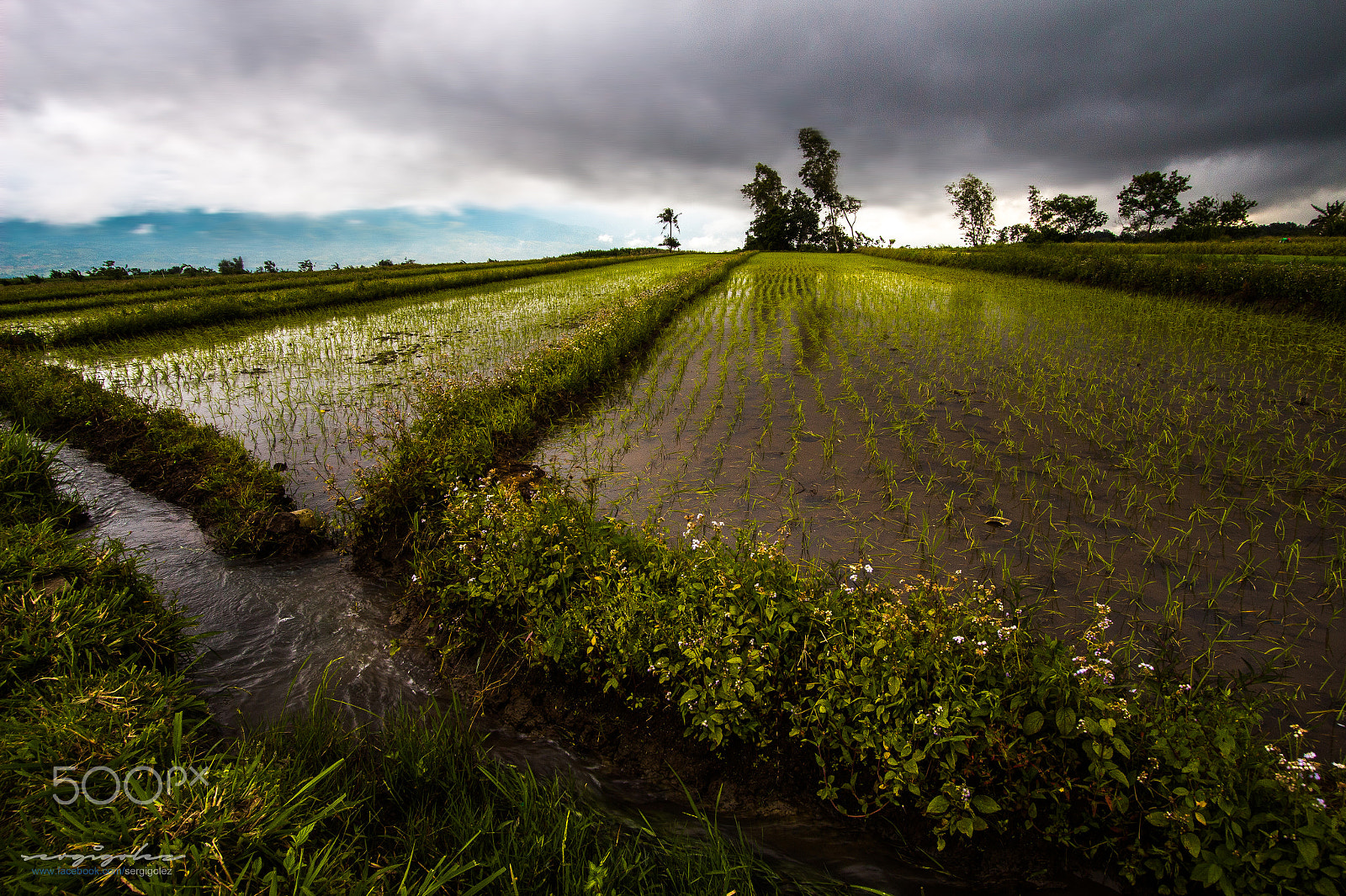 Canon EF-S 10-22mm F3.5-4.5 USM sample photo. Rice plantation, don salvador benedicto photography