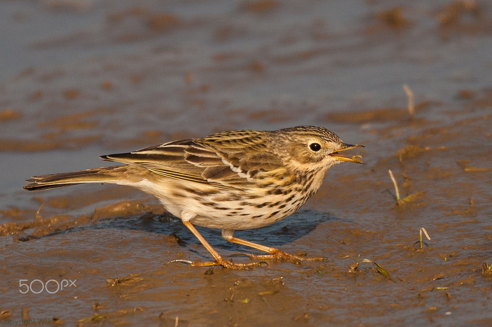 Sigma 150-600mm F5-6.3 DG OS HSM | C sample photo. Meadow pipit / graspieper photography