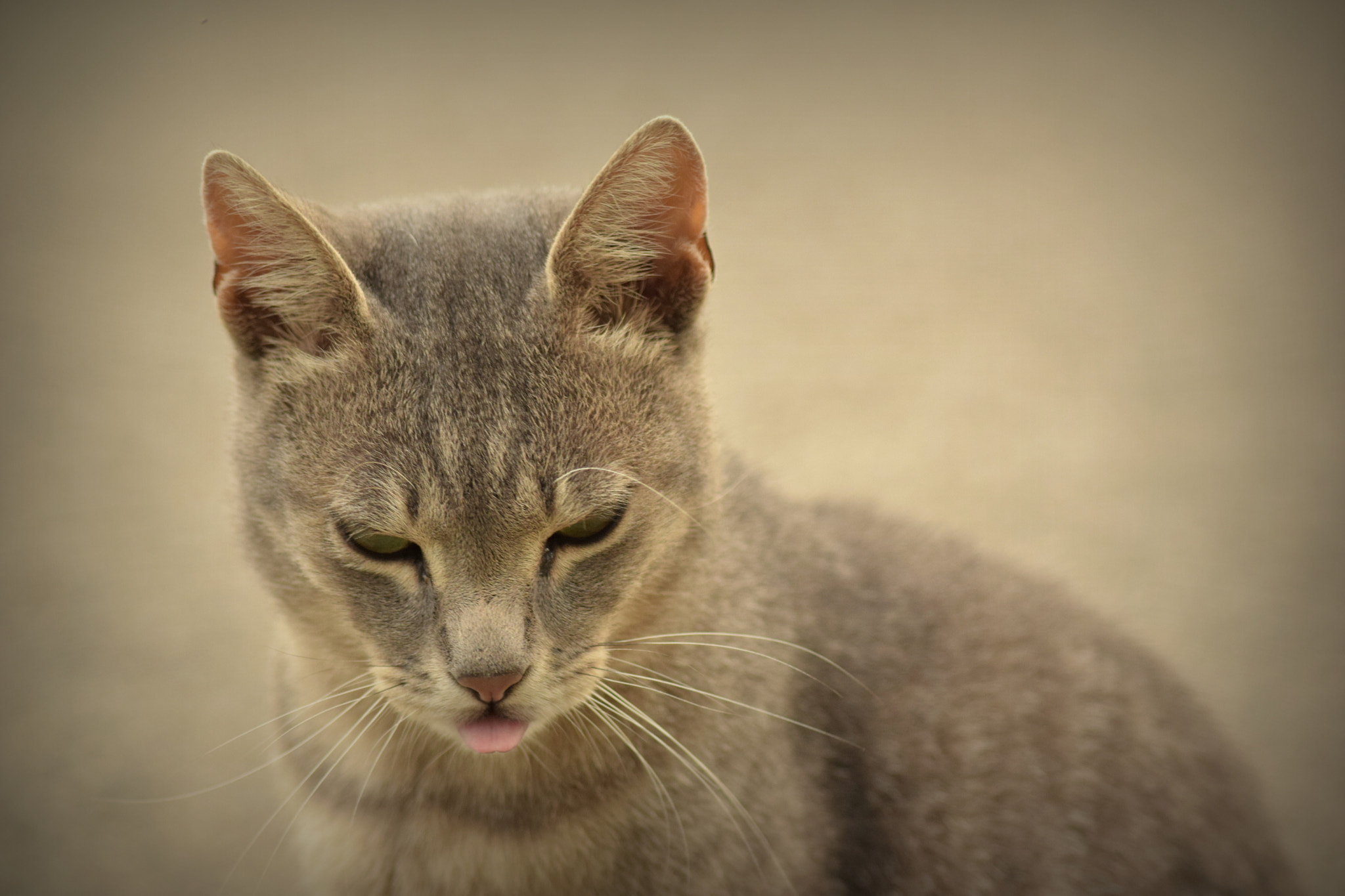 AF Nikkor 70-210mm f/4-5.6 sample photo. Leave me alone! photography