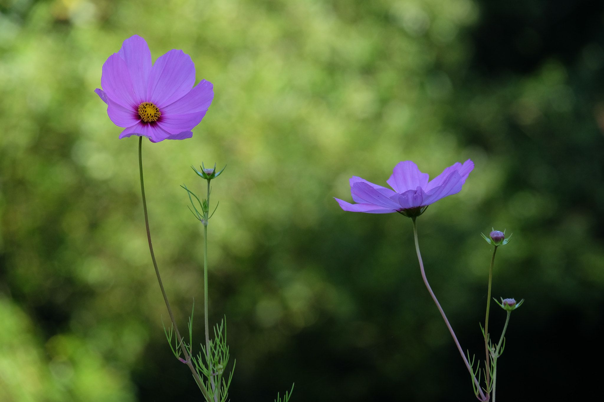 Fujifilm X-T1 + Fujifilm XC 50-230mm F4.5-6.7 OIS sample photo. Cosmos photography