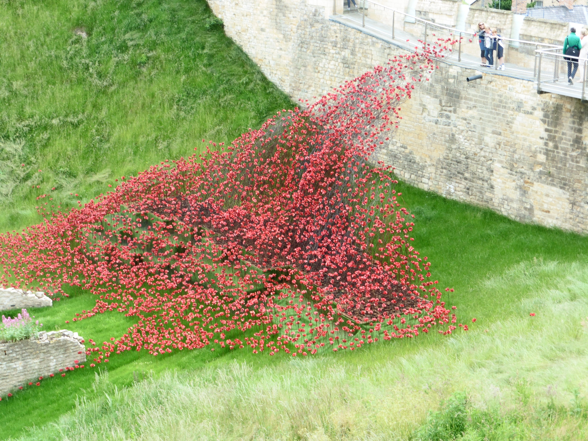 Panasonic DMC-TZ55 sample photo. Wave of poppies lincoln castle. photography