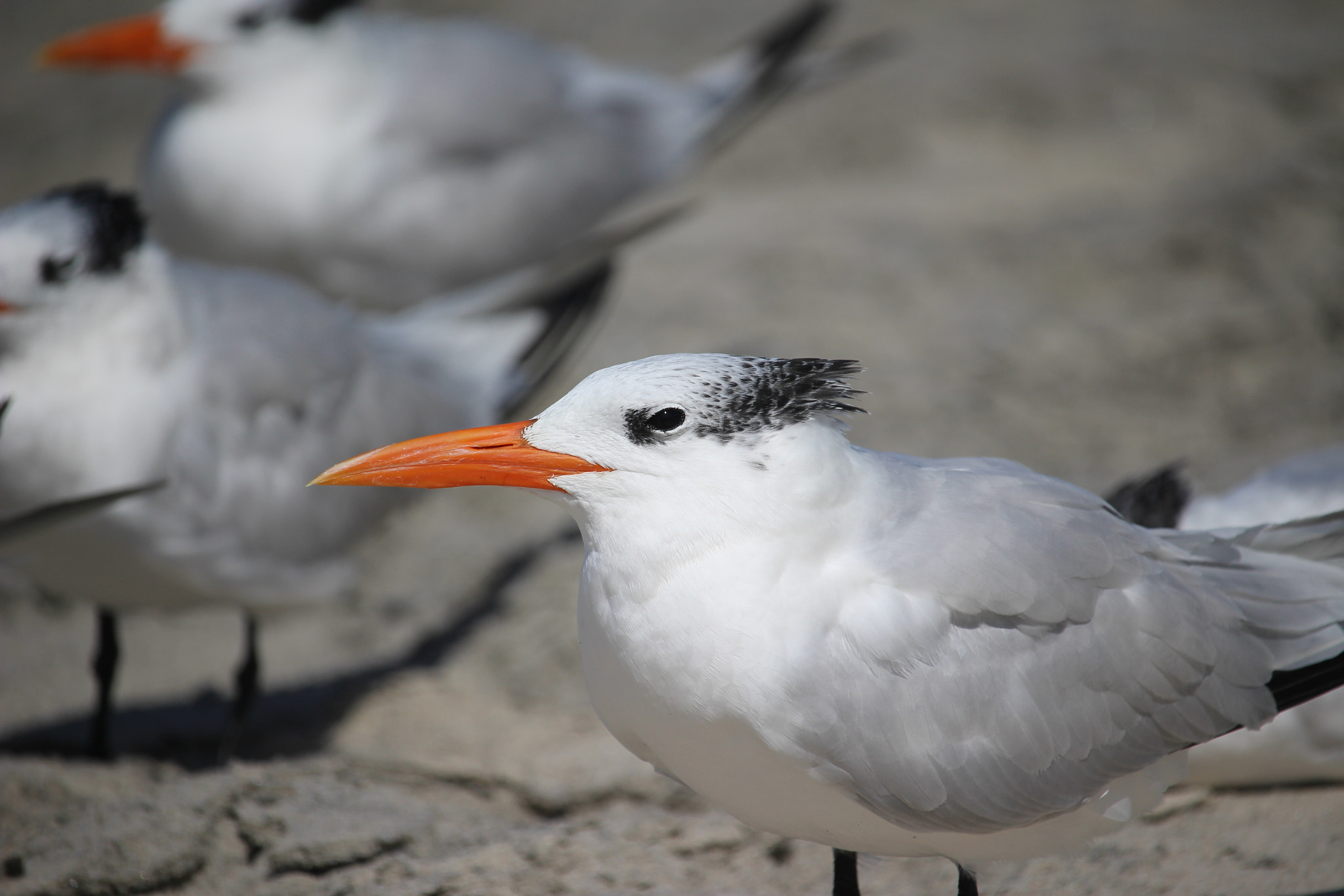 Canon EOS 100D (EOS Rebel SL1 / EOS Kiss X7) sample photo. Royal terns photography