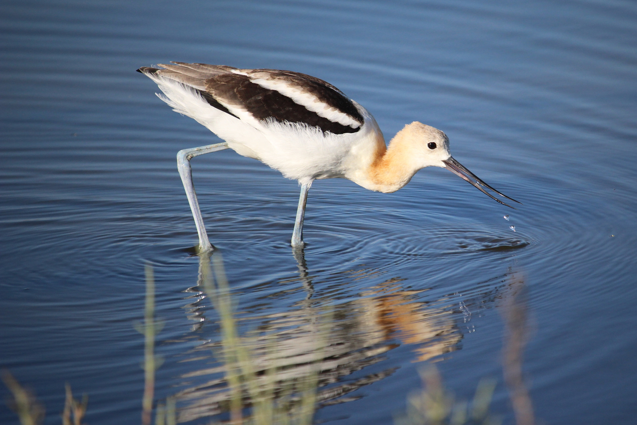 Canon EOS 100D (EOS Rebel SL1 / EOS Kiss X7) + Canon EF-S 55-250mm F4-5.6 IS STM sample photo. American avocet photography