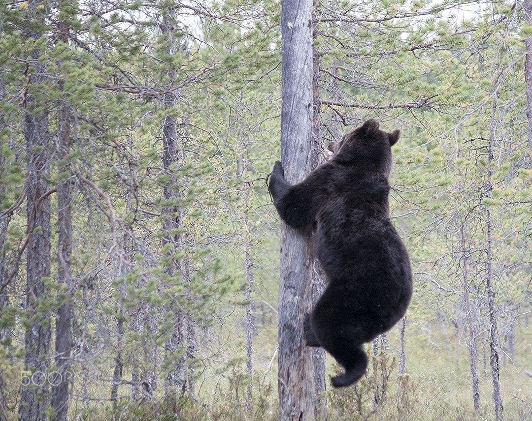 Canon EF-S 55-250mm F4-5.6 IS sample photo. The tree and bear photography