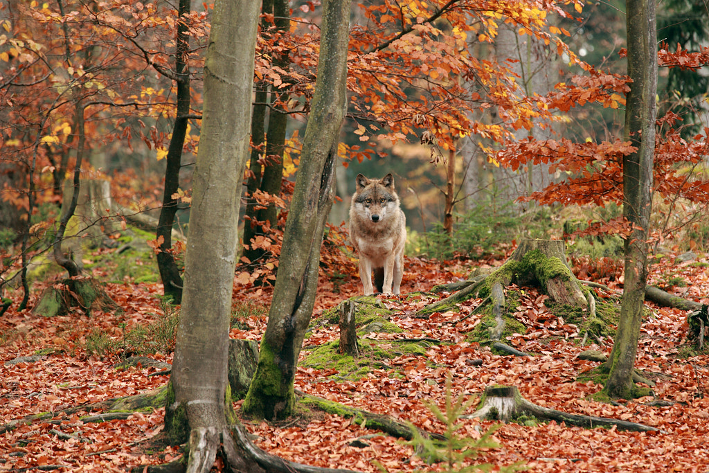 Mr. Wolf by Jirina Bilkova on 500px.com