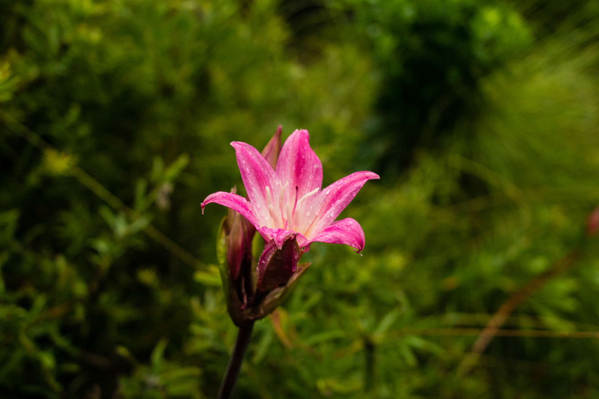 Samsung NX300 + Samsung NX 30mm F2 Pancake sample photo. Flower newly moistened in san francisco botanical garden photography