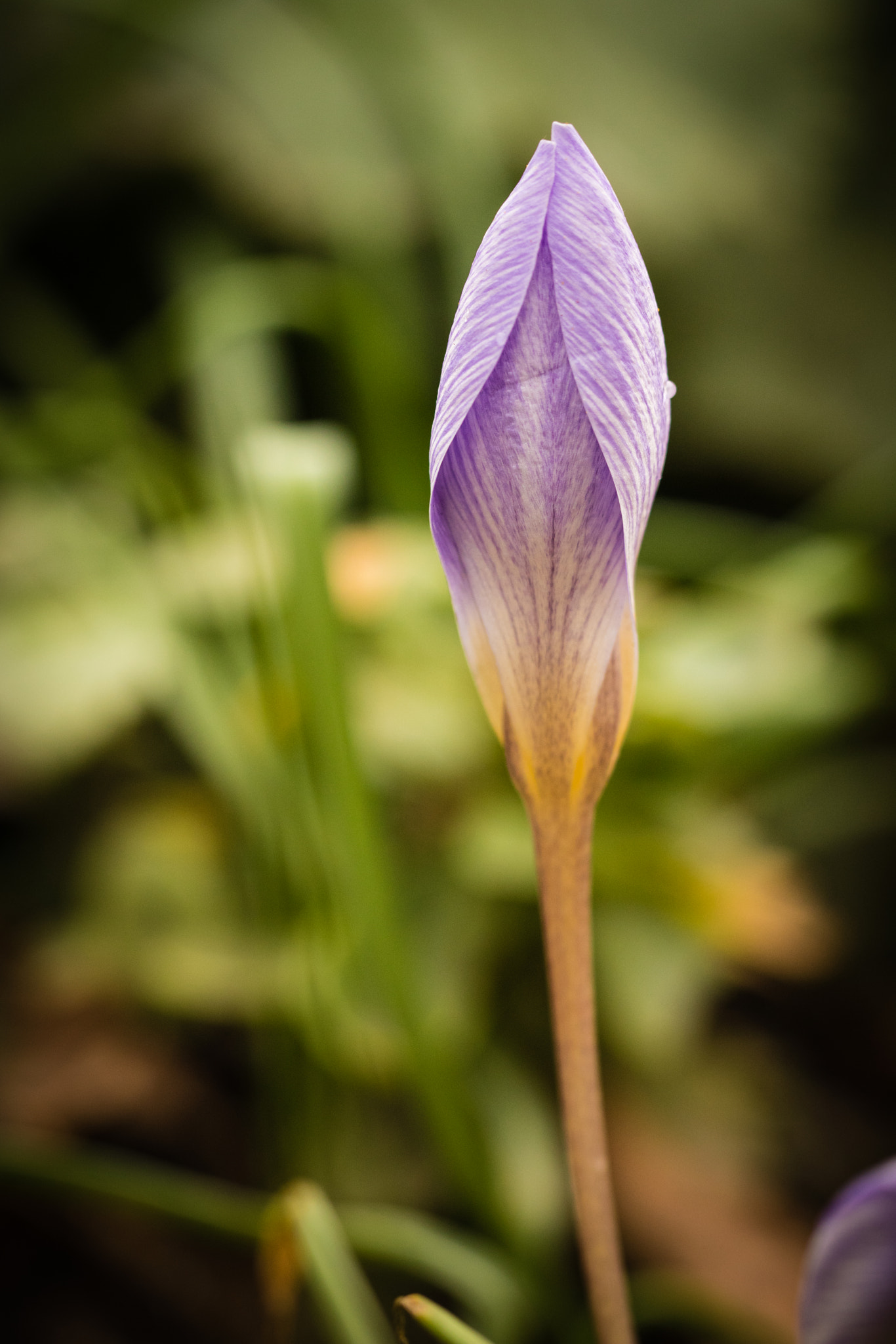 Canon EOS 760D (EOS Rebel T6s / EOS 8000D) sample photo. Graceful purple bud photography