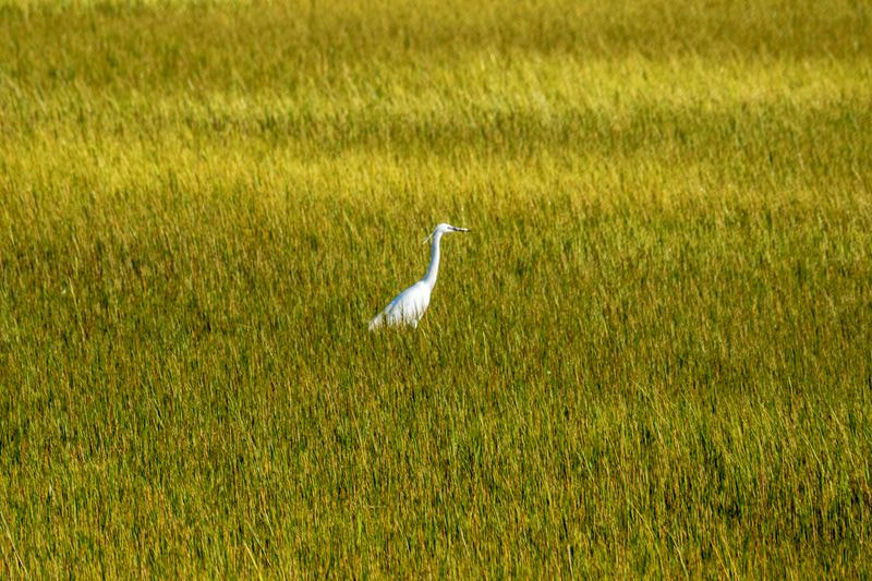 OLYMPUS M.75-300mm F4.8-6.7 sample photo. The egret in the thick growth of grass photography