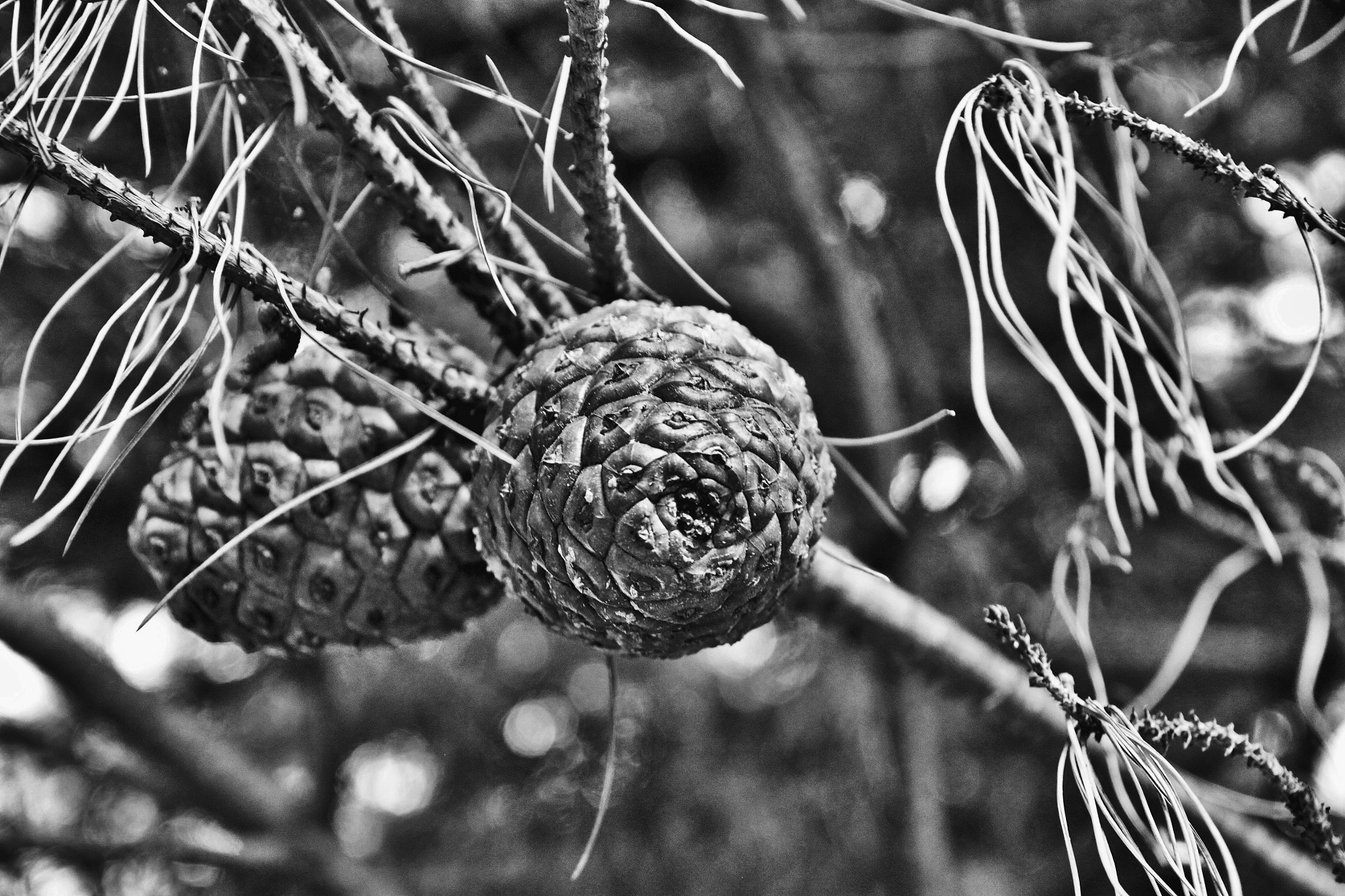 Canon 17-50mm sample photo. In the forest photography