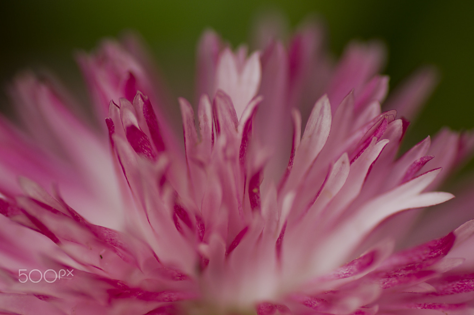 Sony SLT-A55 (SLT-A55V) + Tamron SP AF 90mm F2.8 Di Macro sample photo. Flower photography