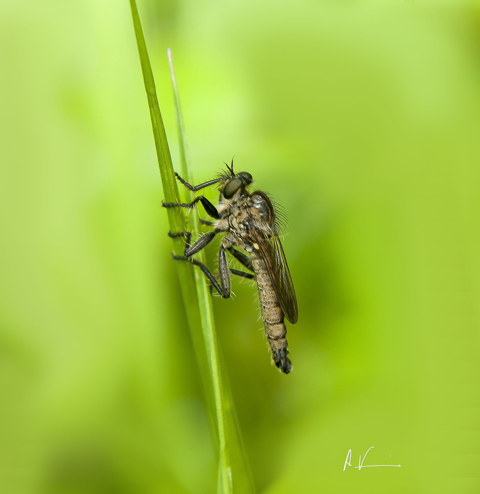Nikon D80 sample photo. Insecto photography