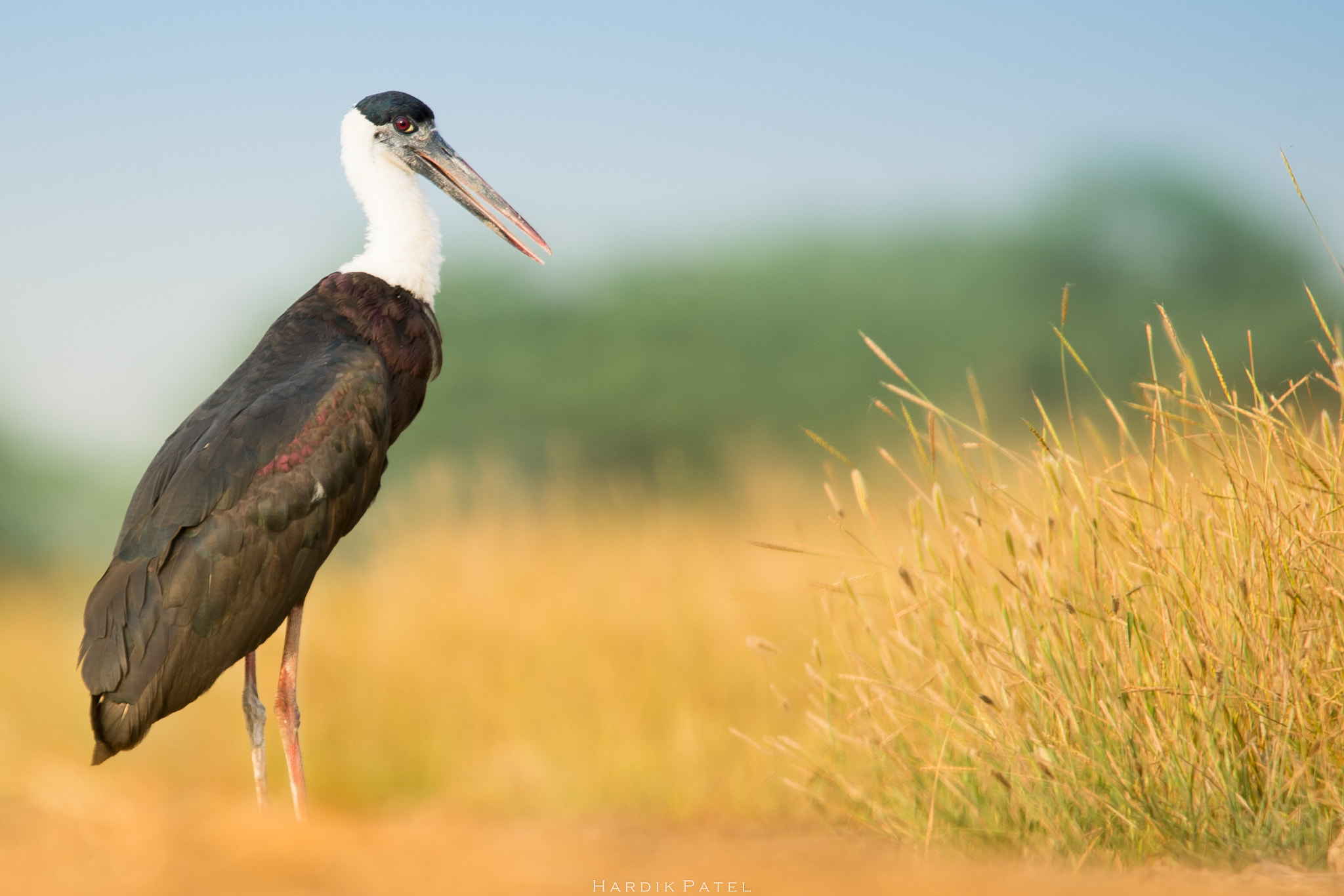 Nikon D5 + Tamron SP 150-600mm F5-6.3 Di VC USD sample photo. Woolly necked stork photography