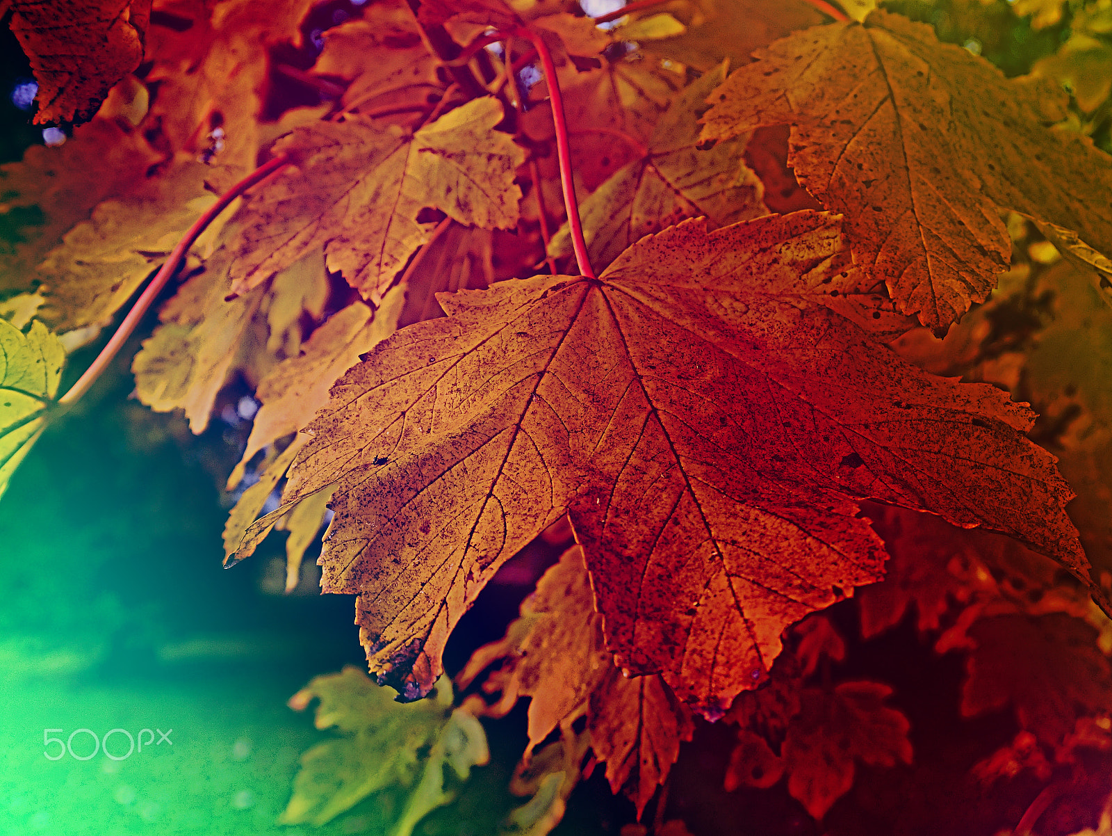 Panasonic Lumix DMC-G3 sample photo. Colors of autumn photography