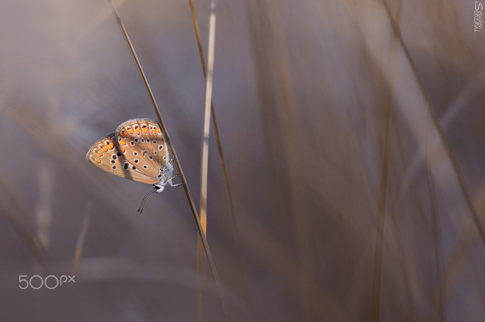 Sony SLT-A35 + Tamron SP AF 90mm F2.8 Di Macro sample photo. Butterfly mood photography