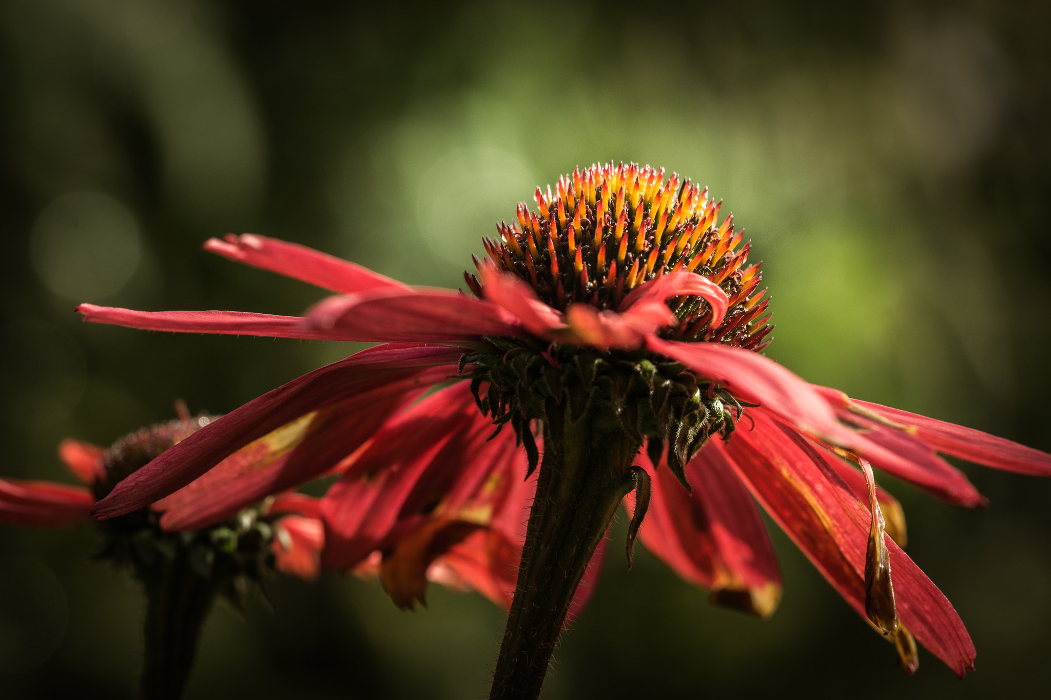 Sony a6000 + Sony FE 90mm F2.8 Macro G OSS sample photo. Fading in the spotlight? photography