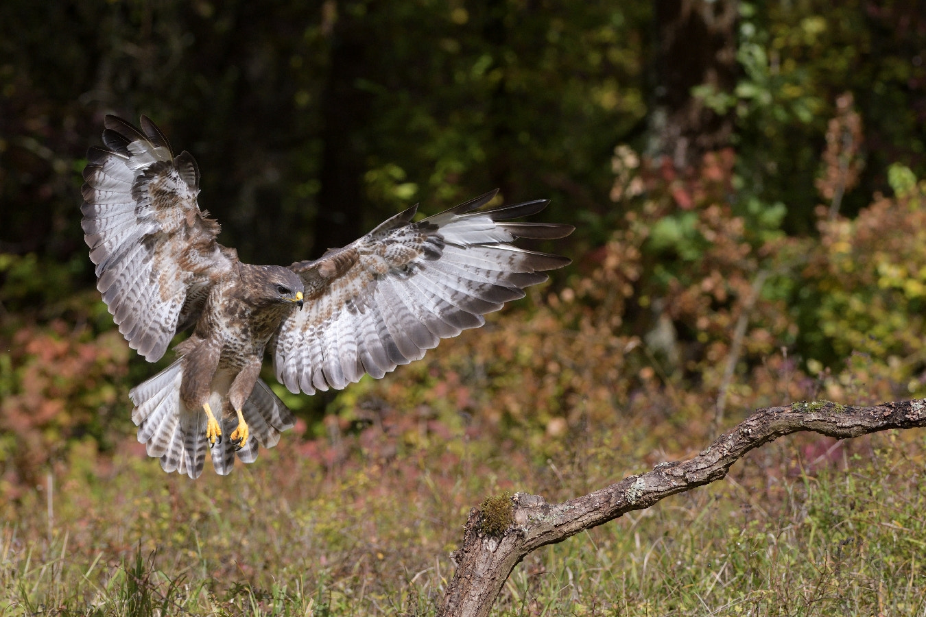 Nikon AF-S Nikkor 200-400mm F4G ED-IF VR sample photo. Air buse ii..... photography