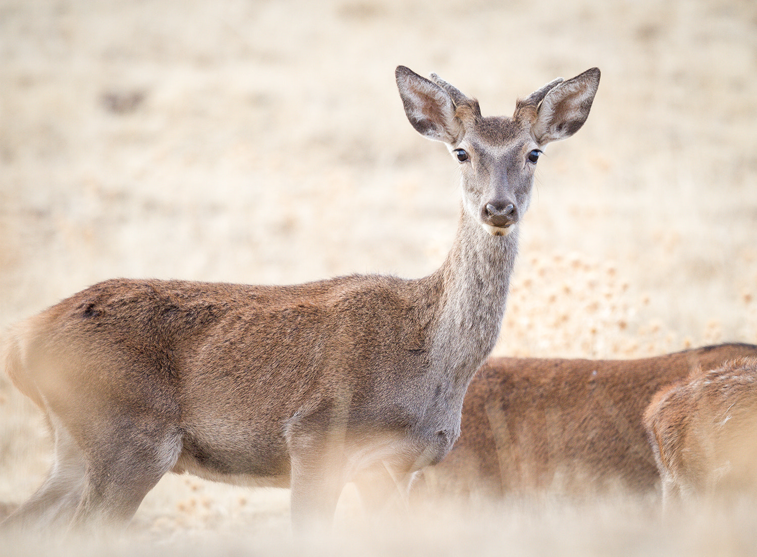 Canon EF 500mm F4L IS II USM sample photo