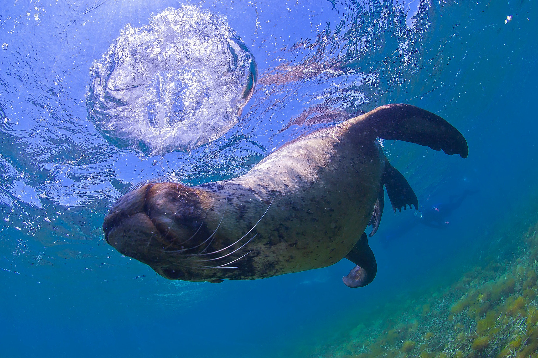 Sigma 10mm F2.8 EX DC HSM Diagonal Fisheye sample photo. Sea lion with bubble ring photography