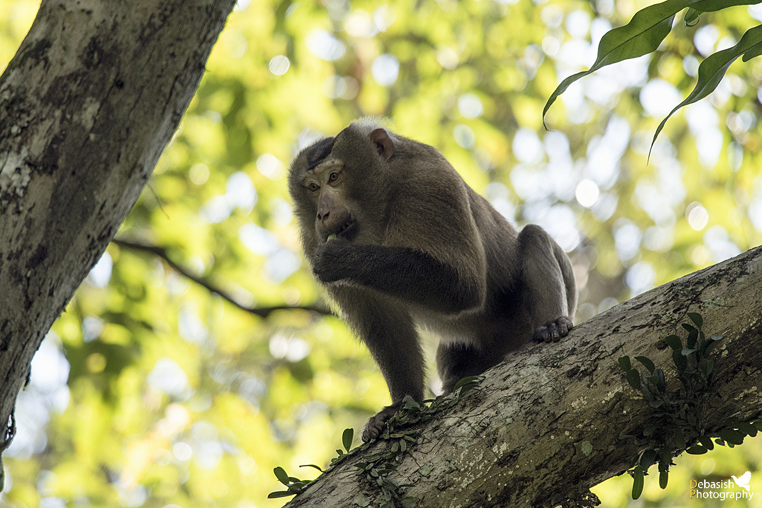 Nikon D750 + Nikon AF-S Nikkor 300mm F4D ED-IF sample photo. Pigtail macaque photography