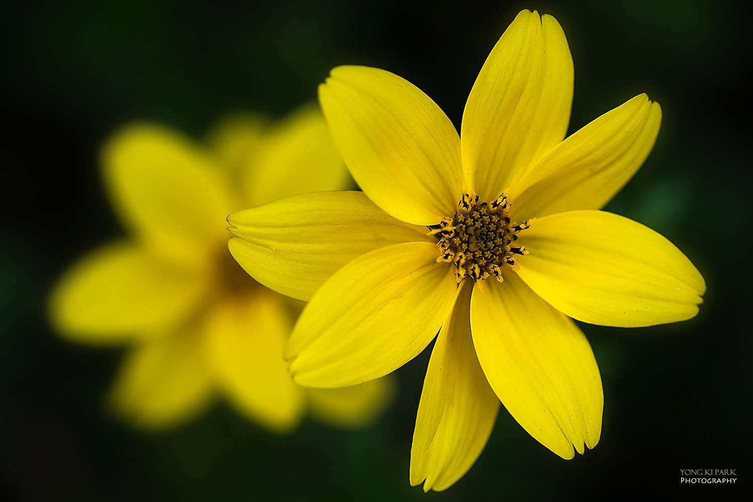 Pentax smc D-FA 100mm F2.8 macro sample photo. Golden pinwheels of october photography