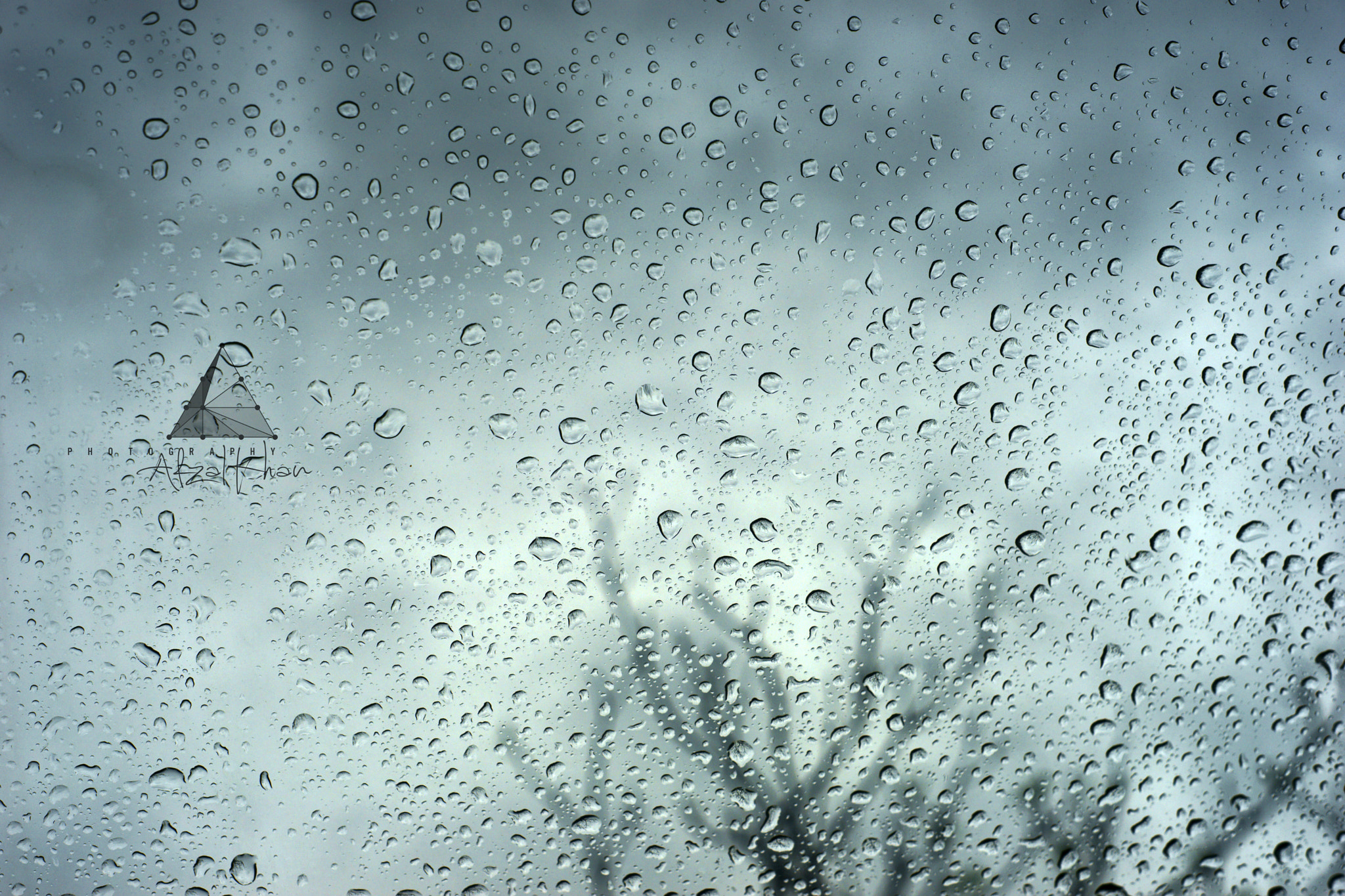 Sony a99 II + Minolta AF 50mm F1.7 sample photo. The rain tree. photography