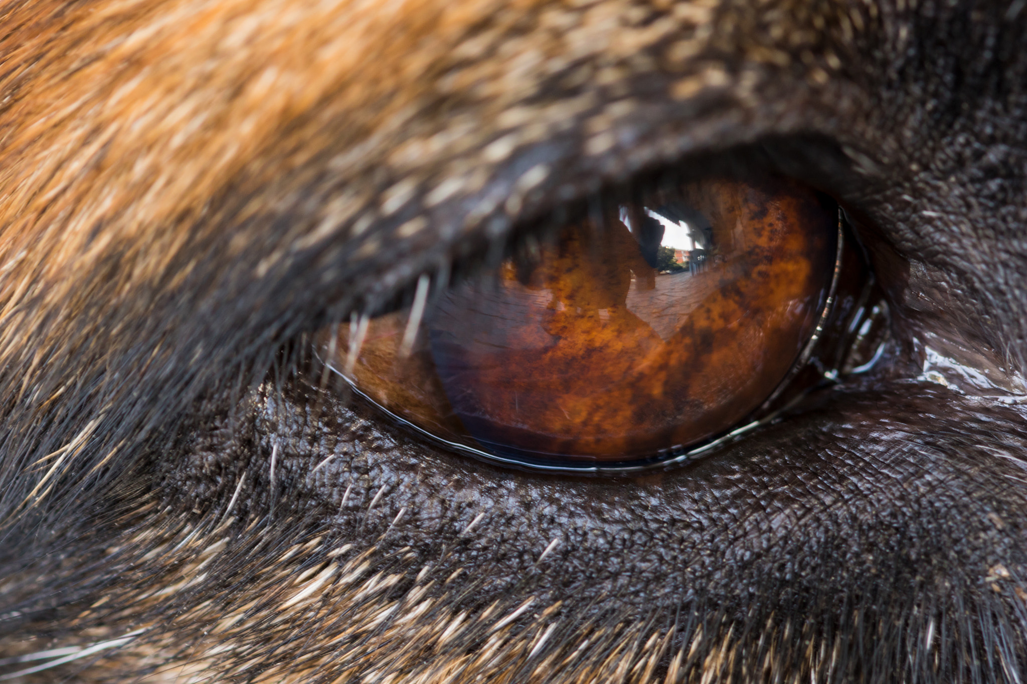 Sigma 105mm F2.8 EX DG OS HSM sample photo. Eye photography
