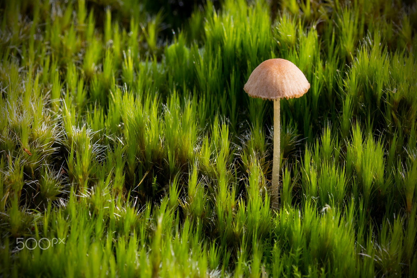 Sigma 105mm F2.8 EX DG OS HSM sample photo. Mushroomspot photography