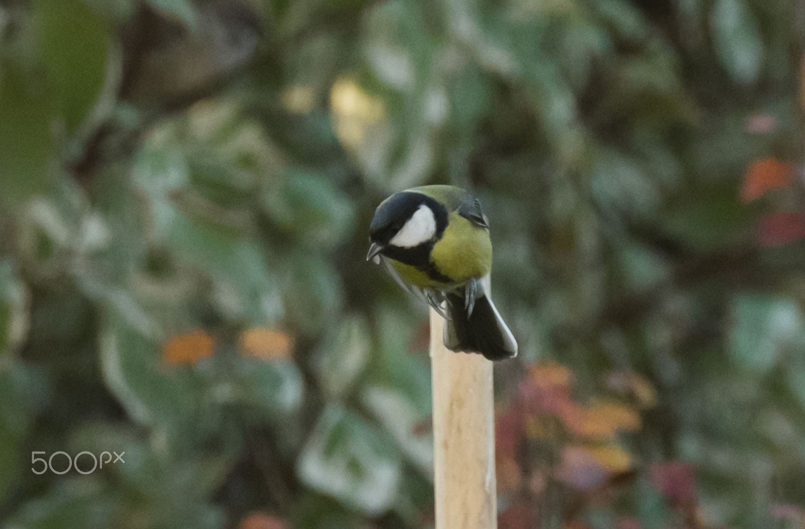 Fujifilm XF 100-400mm F4.5-5.6 R LM OIS WR sample photo. Dscf photography