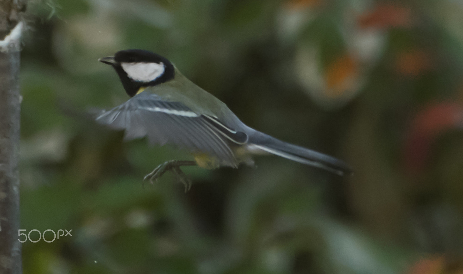 Fujifilm XF 100-400mm F4.5-5.6 R LM OIS WR sample photo. Dscf photography